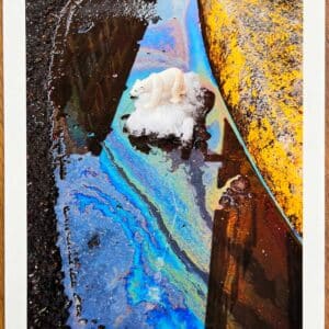 OakOak  Ours banquise